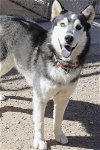 adoptable Dog in , NM named Ralph