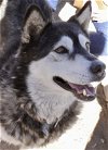 adoptable Dog in edgewood, NM named Benson