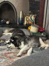 Balto