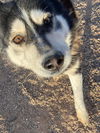 Balto
