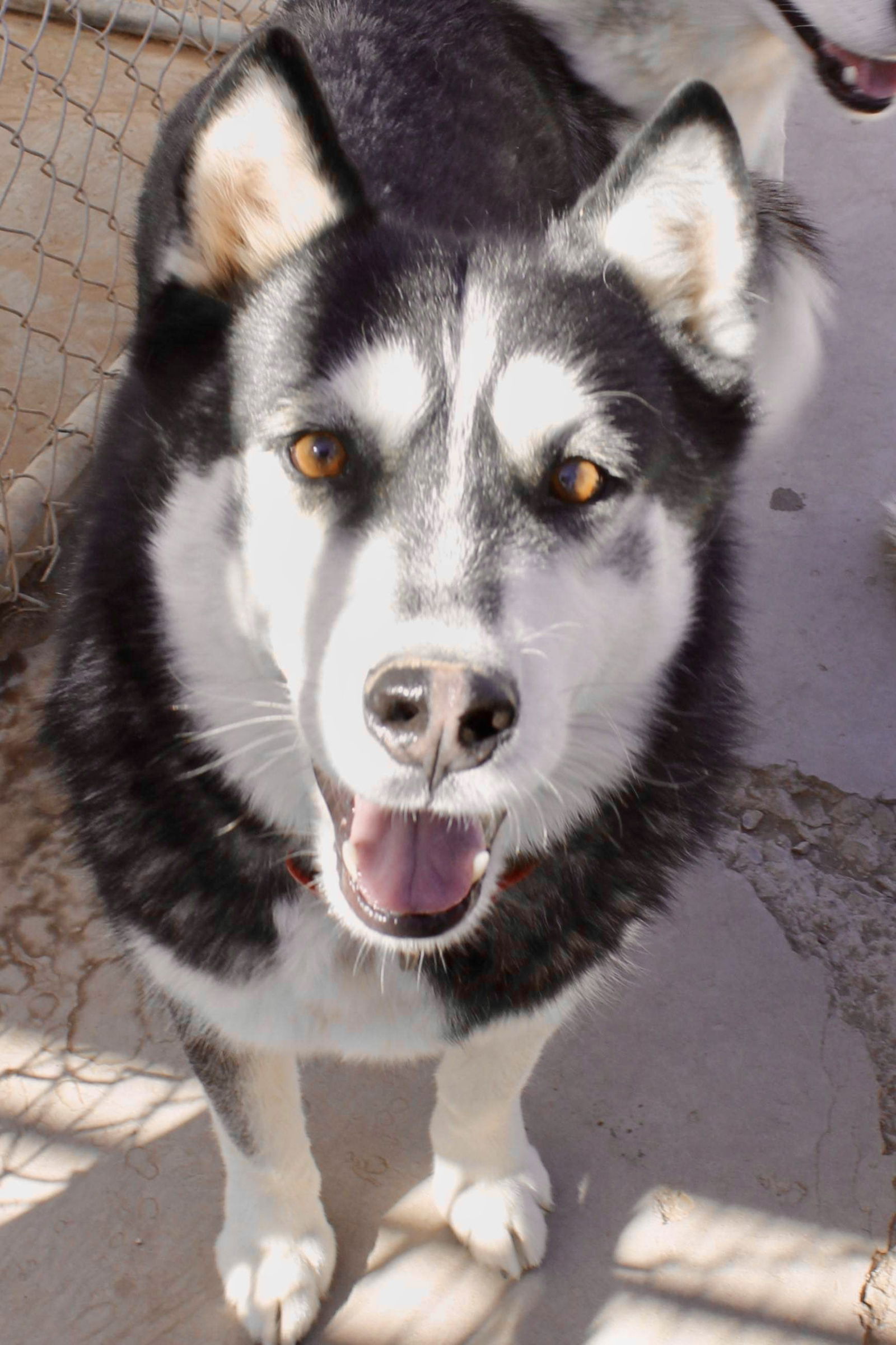 adoptable Dog in Edgewood, NM named Balto