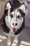 adoptable Dog in edgewood, NM named Balto