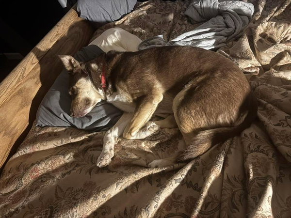 Mowgli