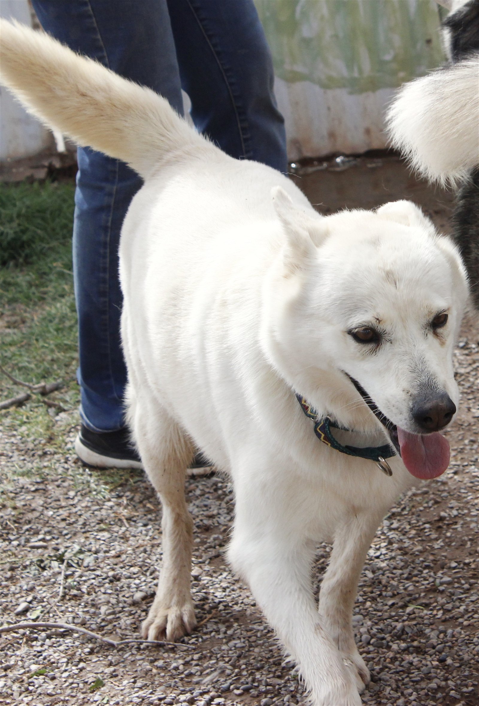 adoptable Dog in La Luz, NM named Misty (adult)