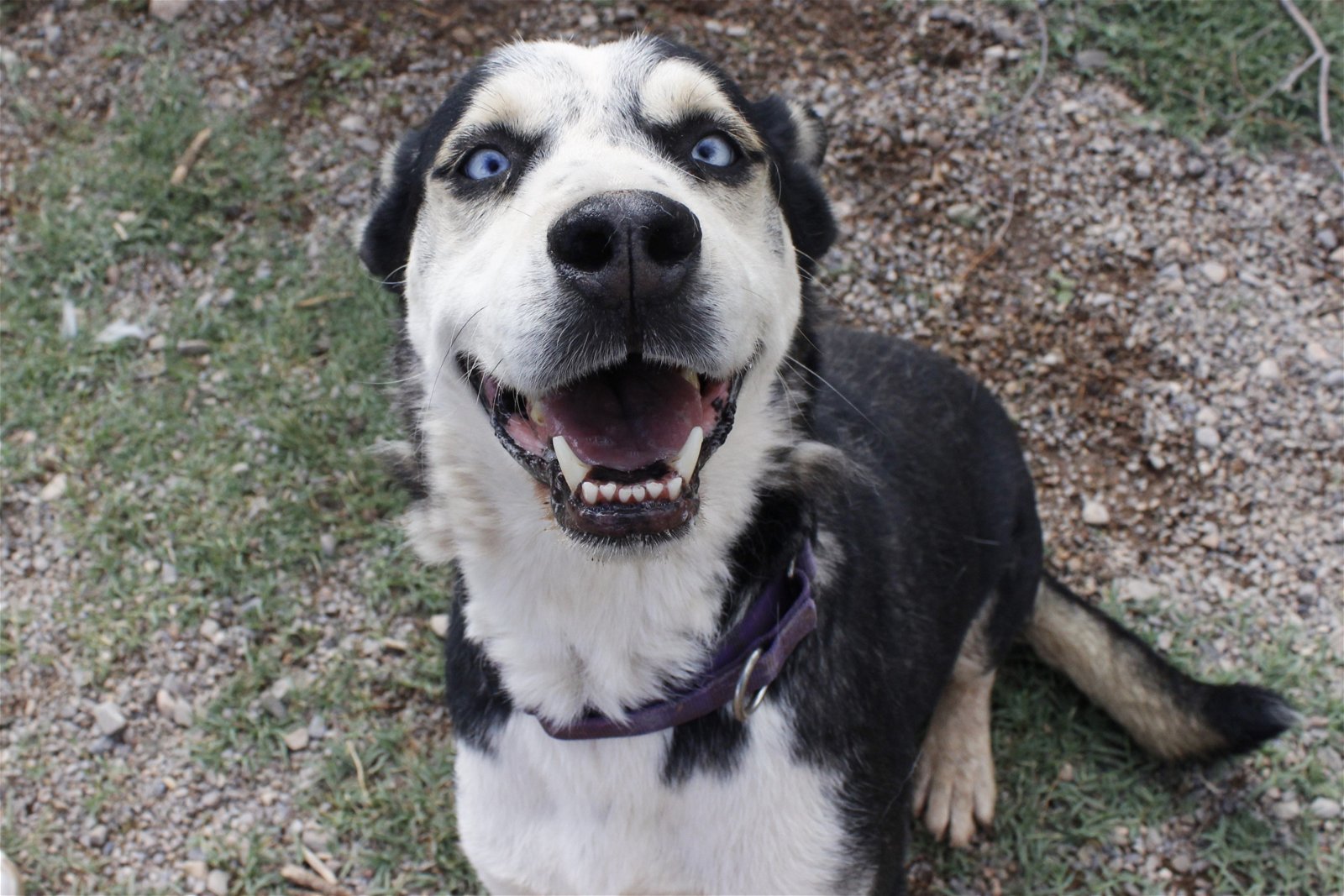 adoptable Dog in La Luz, NM named Skipper
