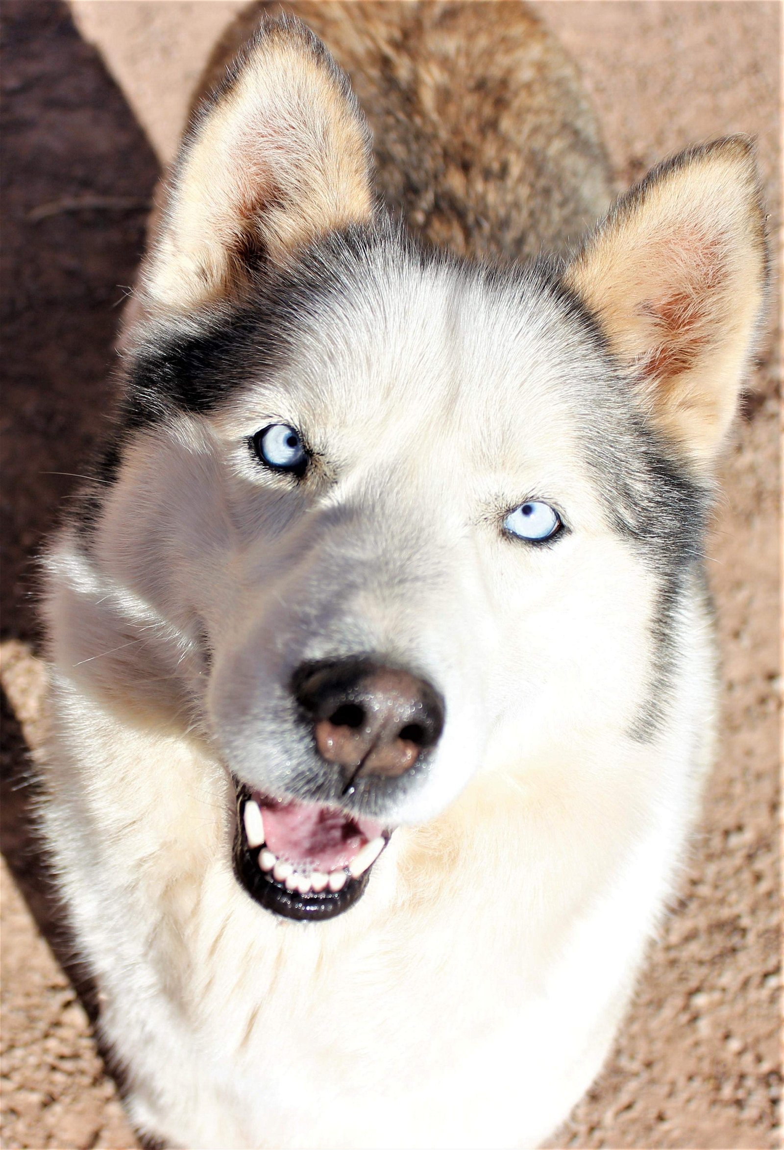 adoptable Dog in La Luz, NM named Riley