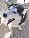 adoptable Dog in , NM named Link