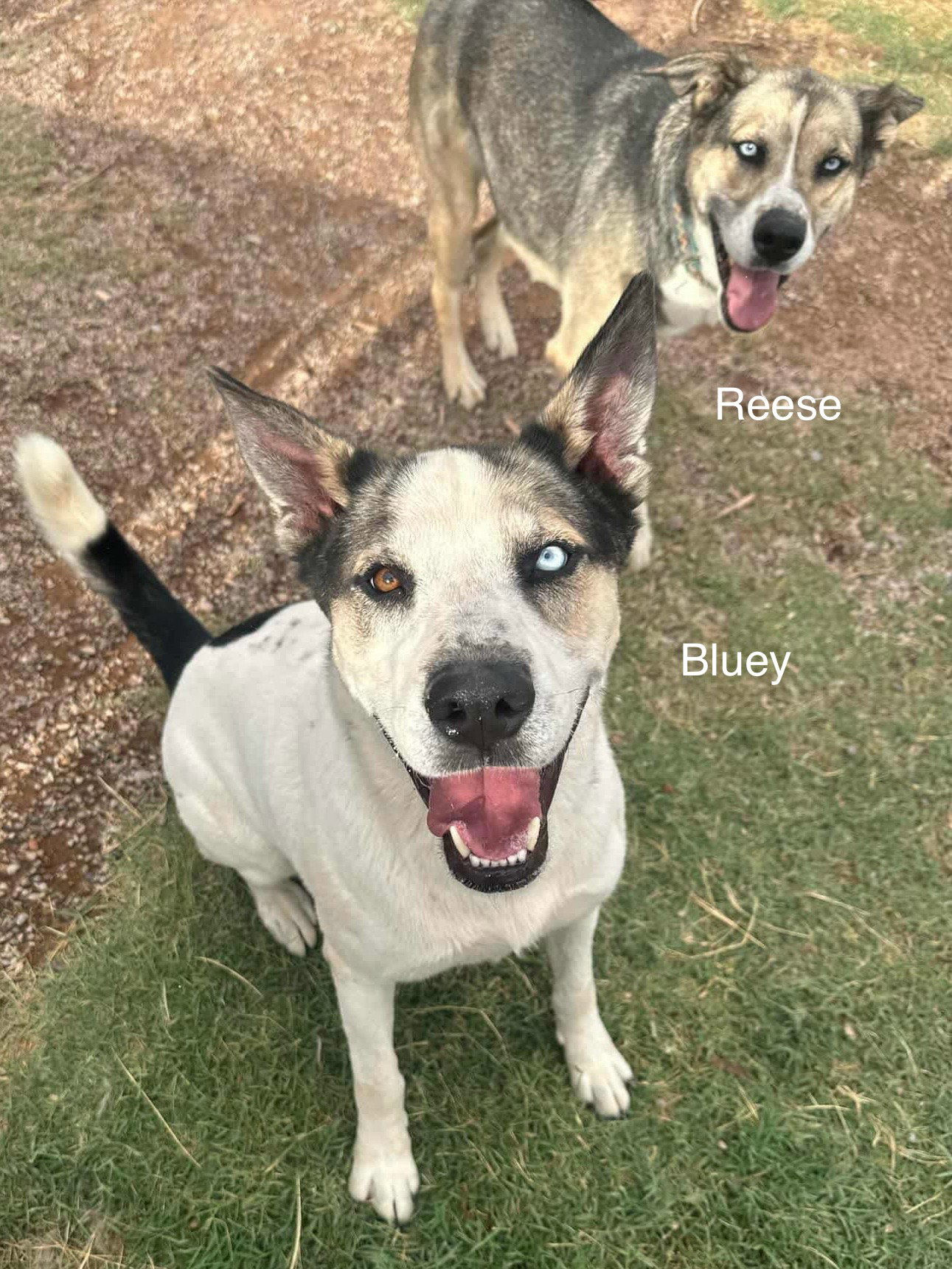 Bluey Image