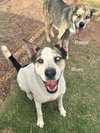 Bluey - Photo 1