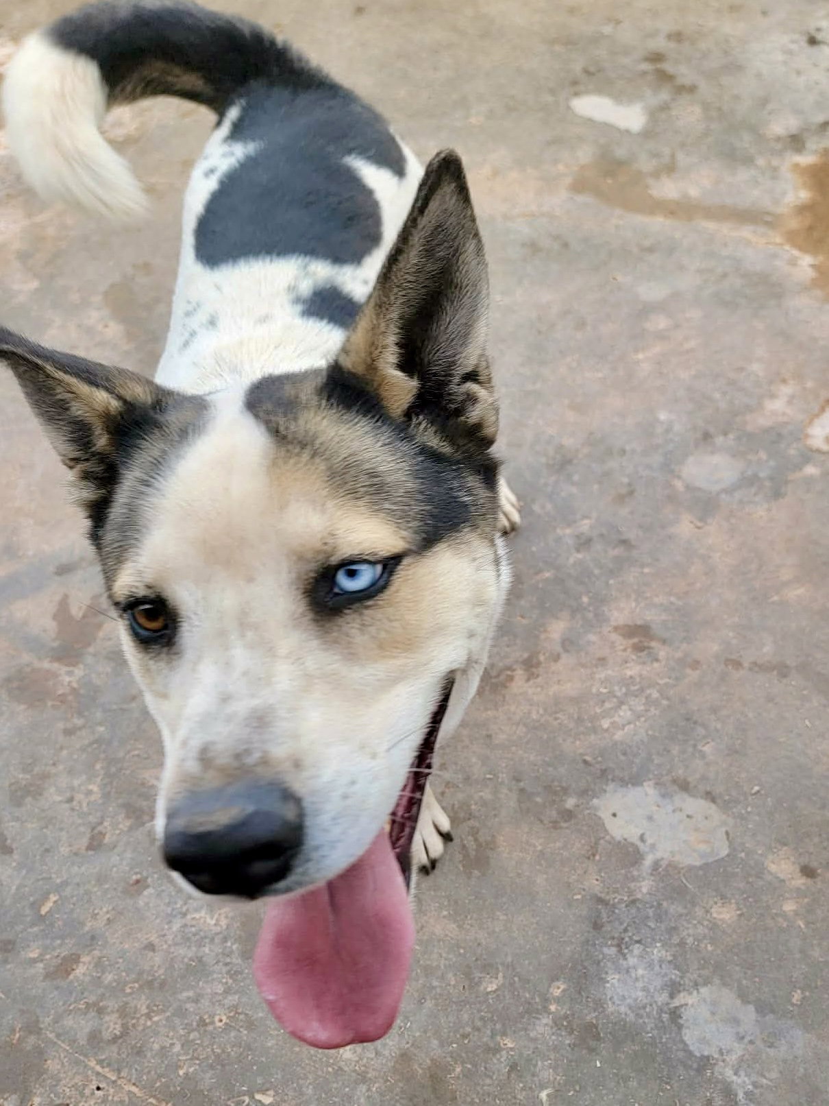 Bluey