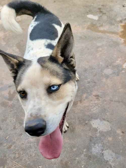 BLUEY - Siberian Husky available for adoption