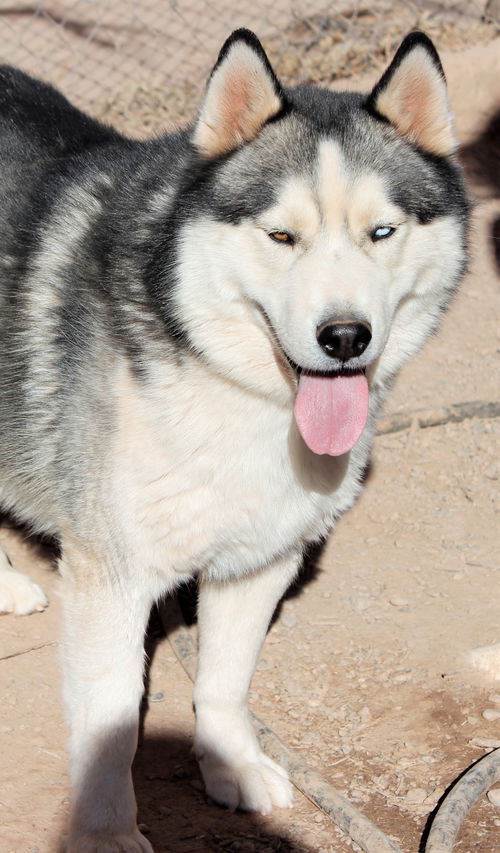 Timber