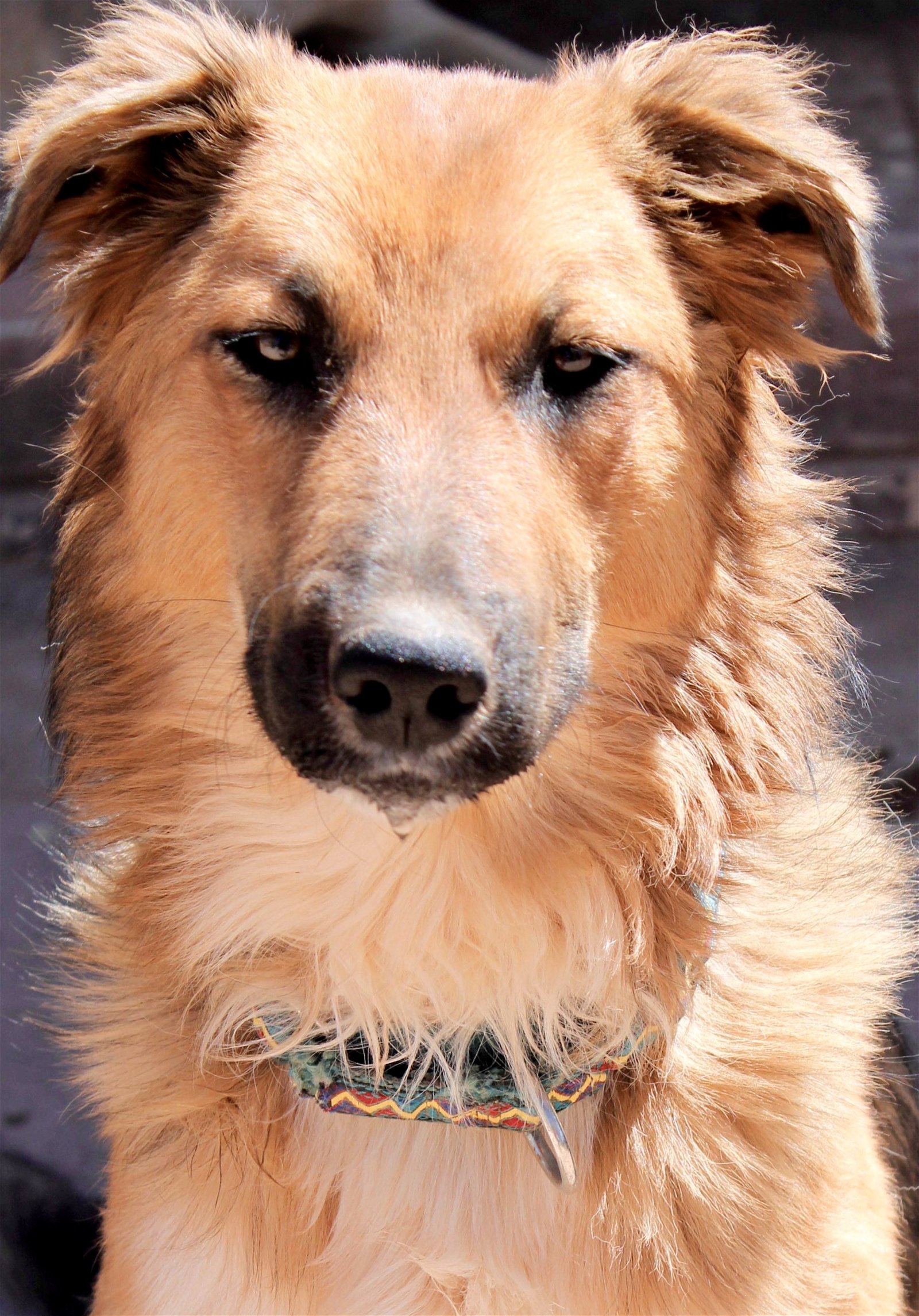 adoptable Dog in Alamogordo, NM named Merida