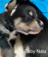 Nala (puppy)