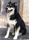 adoptable Dog in alamogordo, NM named Ellie
