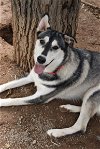 adoptable Dog in alamogordo, NM named Bacardi