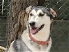adoptable Dog in alamogordo, NM named Brandy
