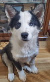 Zoey
