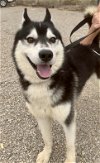 adoptable Dog in alamogordo, NM named Cosmos