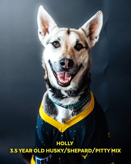 Holly, an adoptable Siberian Husky in Cedar Crest, NM