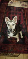 Holly