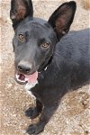 adoptable Dog in alamogordo, NM named Jet