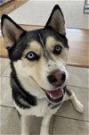 adoptable Dog in edgewood, NM named Alina