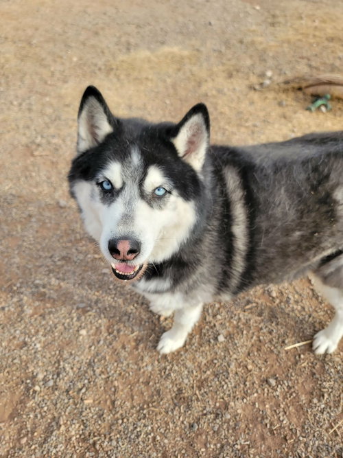 picture of the dog needing adoption