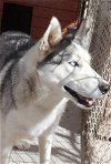 adoptable Dog in edgewood, NM named Ranger