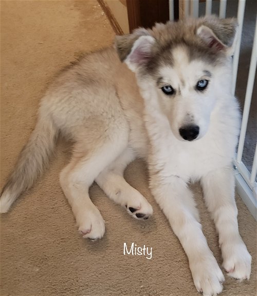 Misty (puppy)