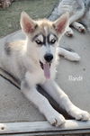 Bandit