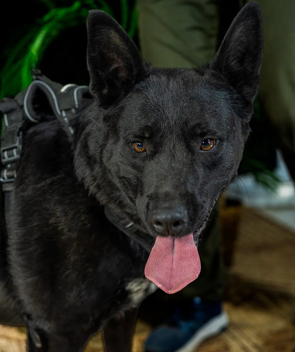 Dino - mixed-breed