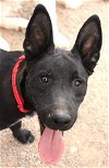 adoptable Dog in alamogordo, NM named Dino