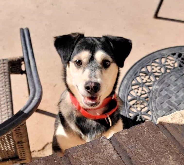 adoptable Dog in Alamogordo, NM named Scout