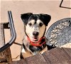 adoptable Dog in , NM named Scout