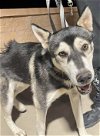 adoptable Dog in , NM named Wilson