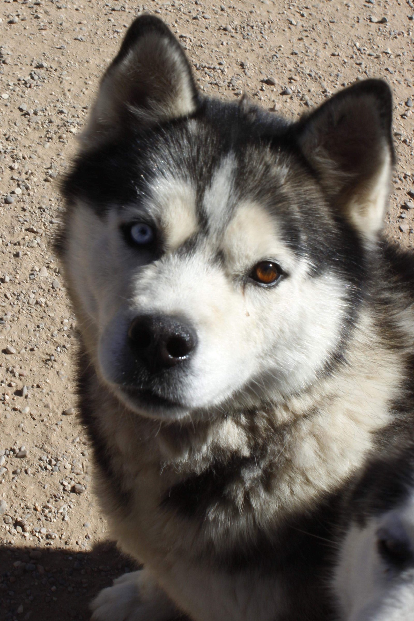 adoptable Dog in Edgewood, NM named Kilo (Kai)