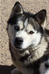 adoptable Dog in edgewood, NM named Kilo (Kai)