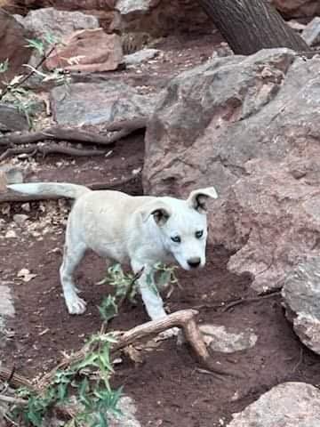 adoptable Dog in Alamogordo, NM named Winter