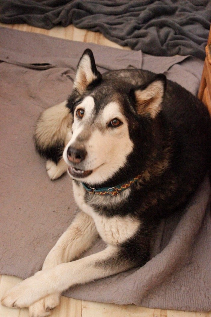 adoptable Dog in Alamogordo, NM named Merry