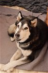 adoptable Dog in alamogordo, NM named Merry