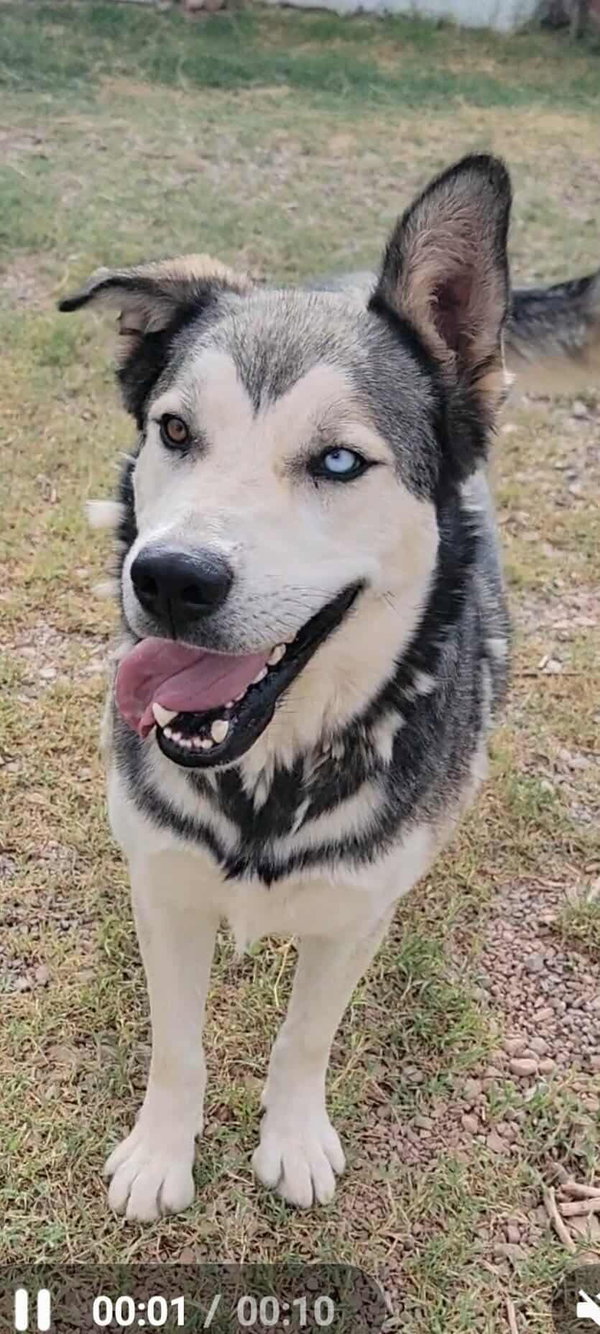 Kazu