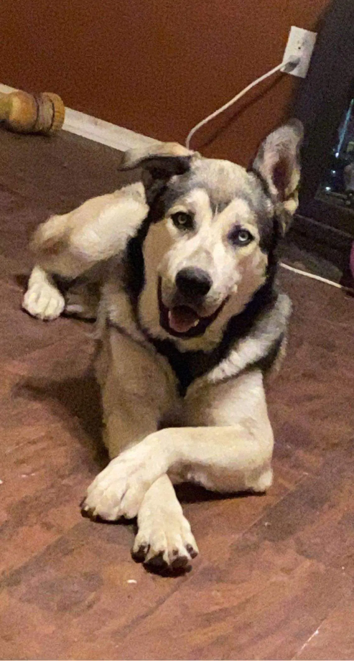 Kazu - Siberian Husky