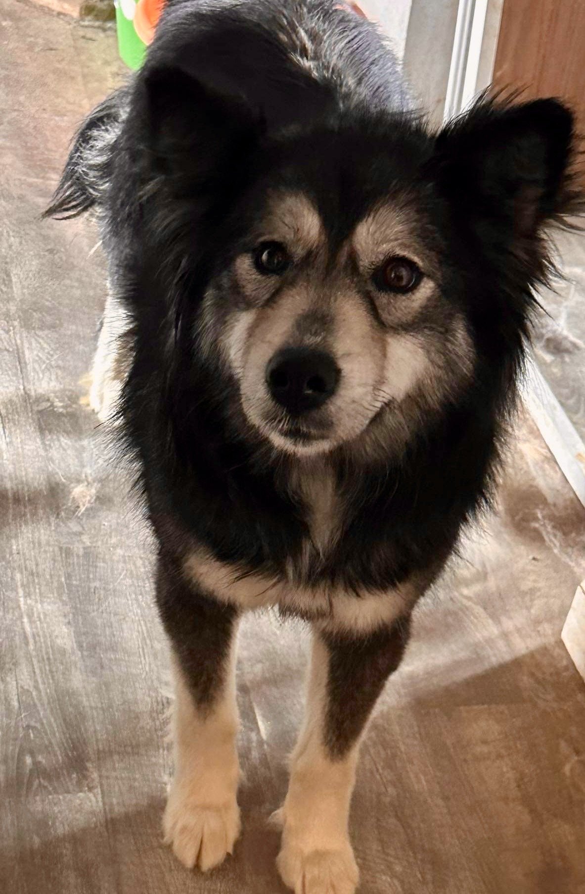 adoptable Dog in Cedar Crest, NM named Mica