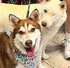 adoptable Dog in  named Chase