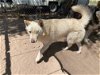 adoptable Dog in , NM named Chase