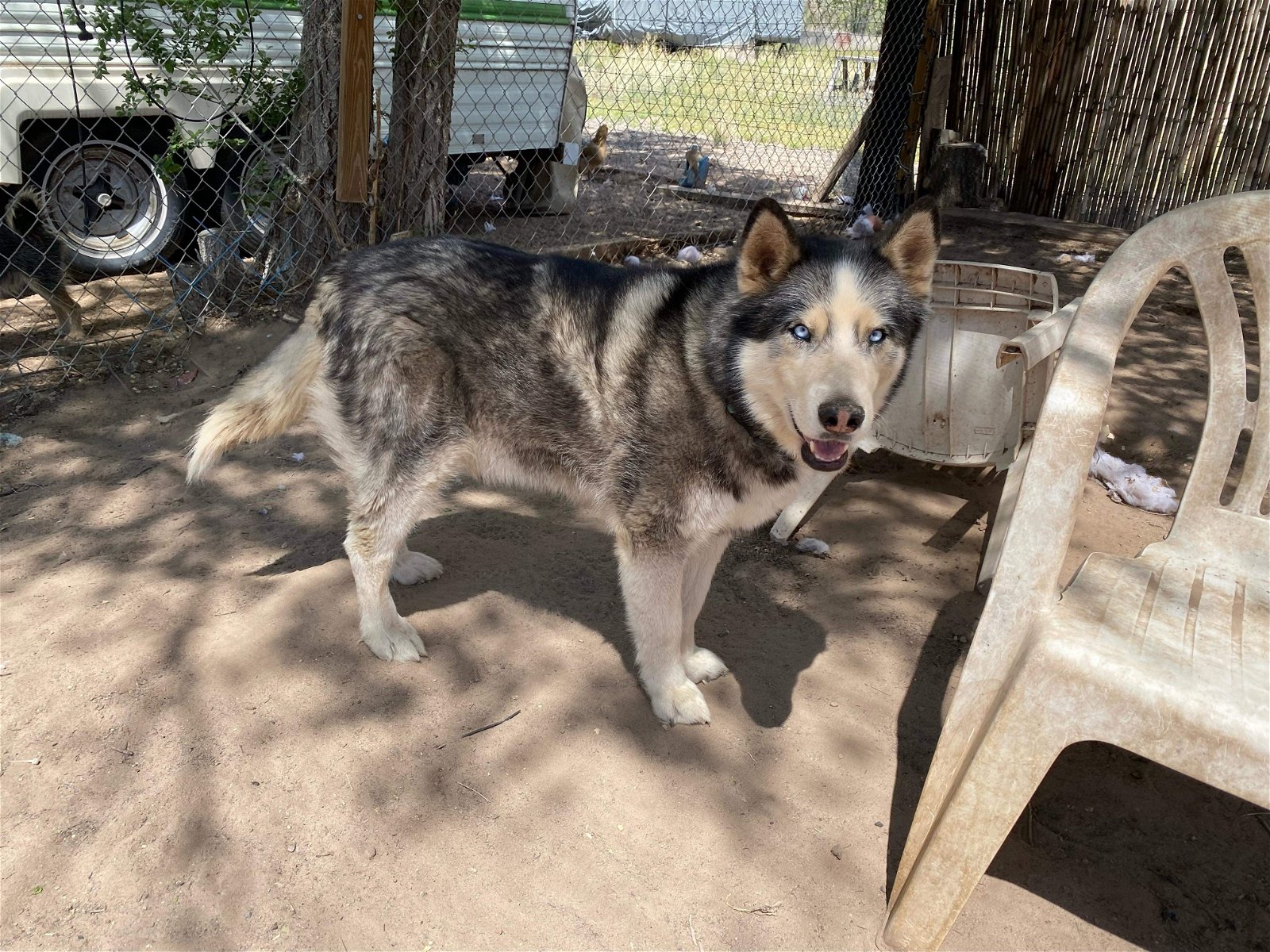adoptable Dog in Cedar Crest, NM named Niko
