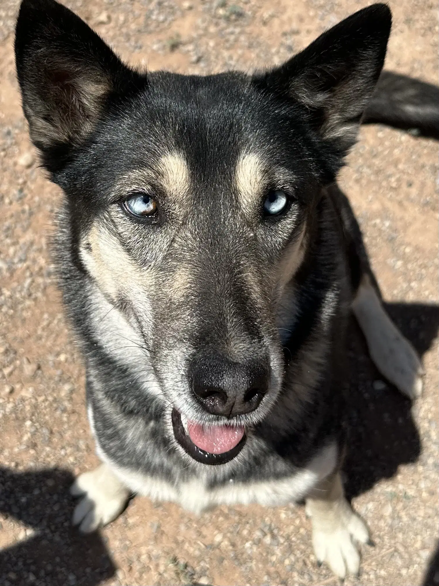 Shadow - Siberian Husky