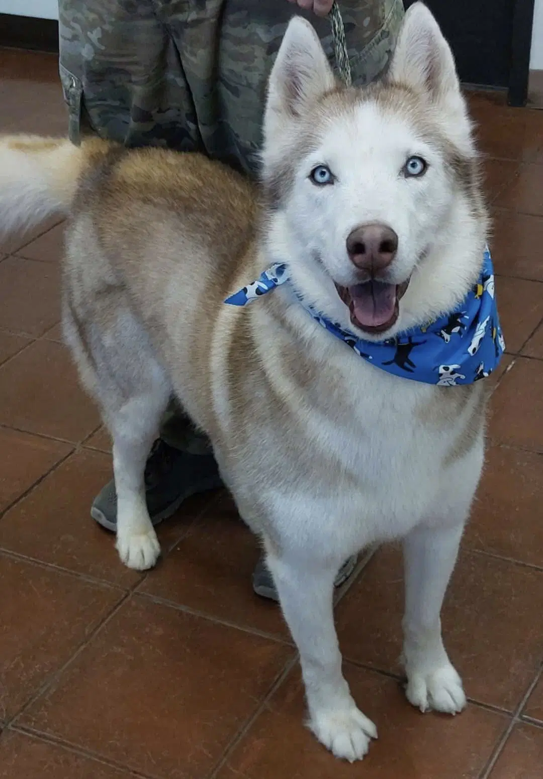 Roscoe - Siberian Husky