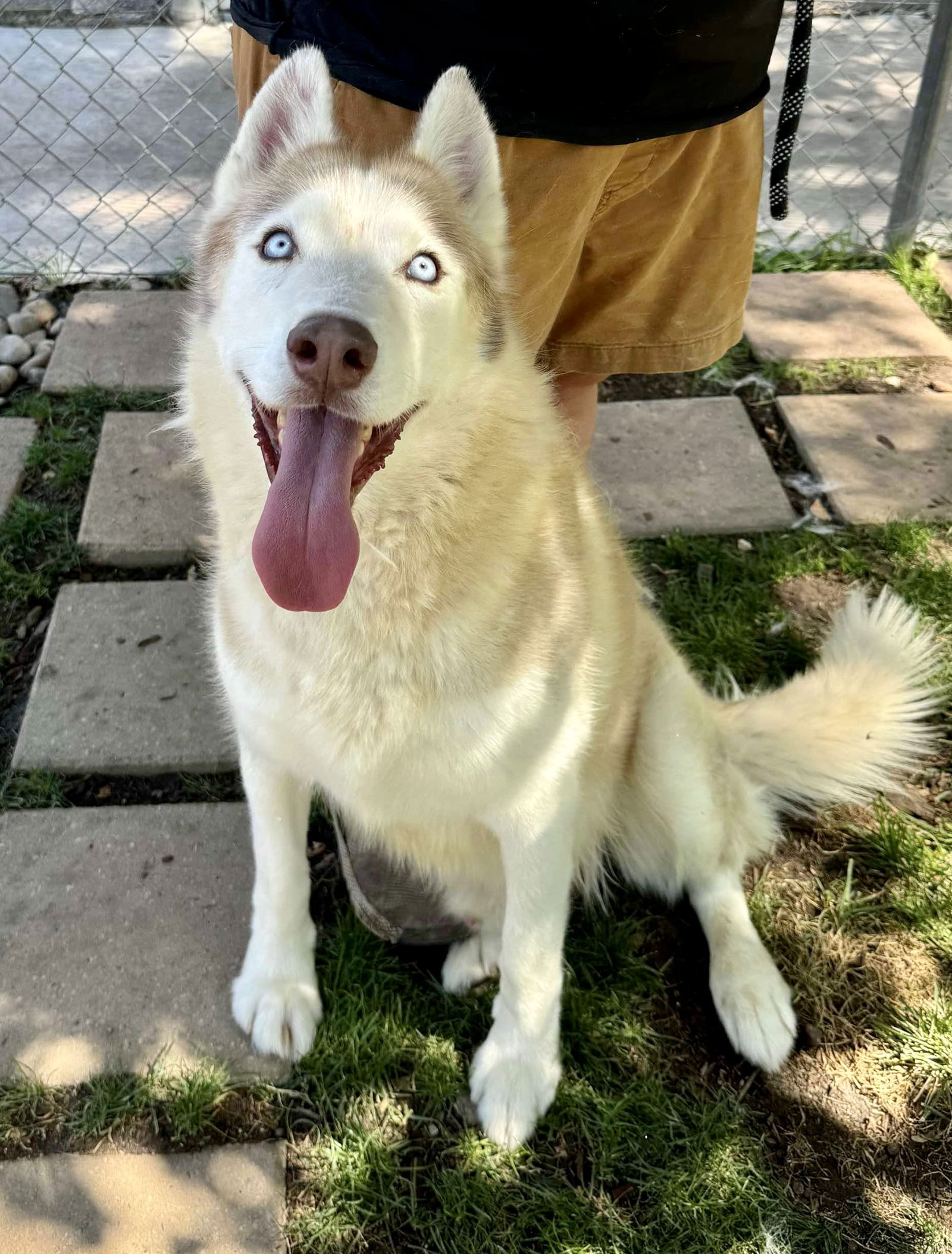 adoptable Dog in Cedar Crest, NM named Roscoe